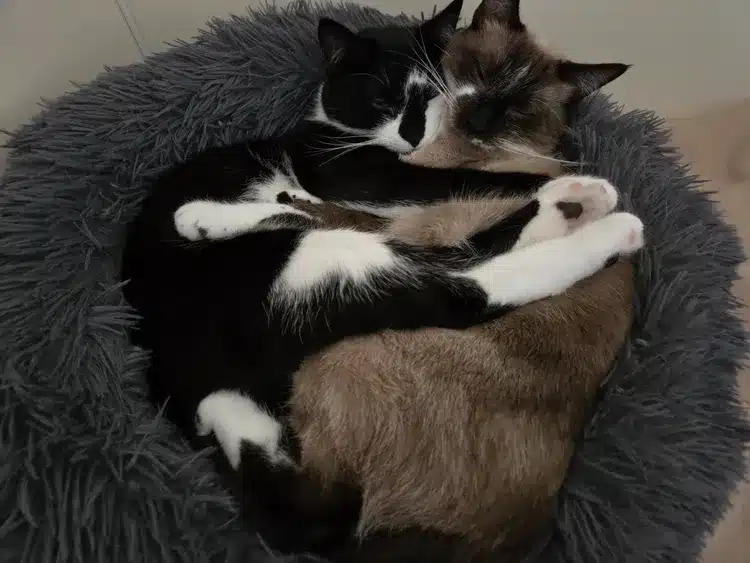 Positives Feedback zur Hundepension im Taunus von einer glücklichen Katzenbesitzerin.