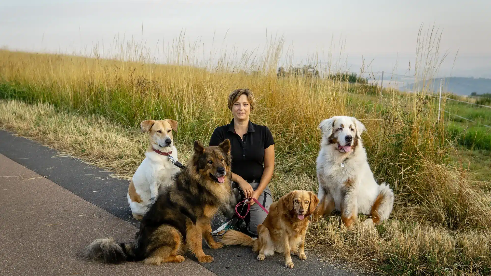 Bianca Wolff (Inhaberin) der Hundepension in Hünfelden sitzt mit vier ruhigen Hunden im goldenen Feld vor blauem Himmel im Taunus.
